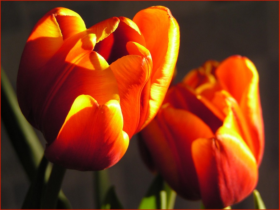 Tulpen aus A.
