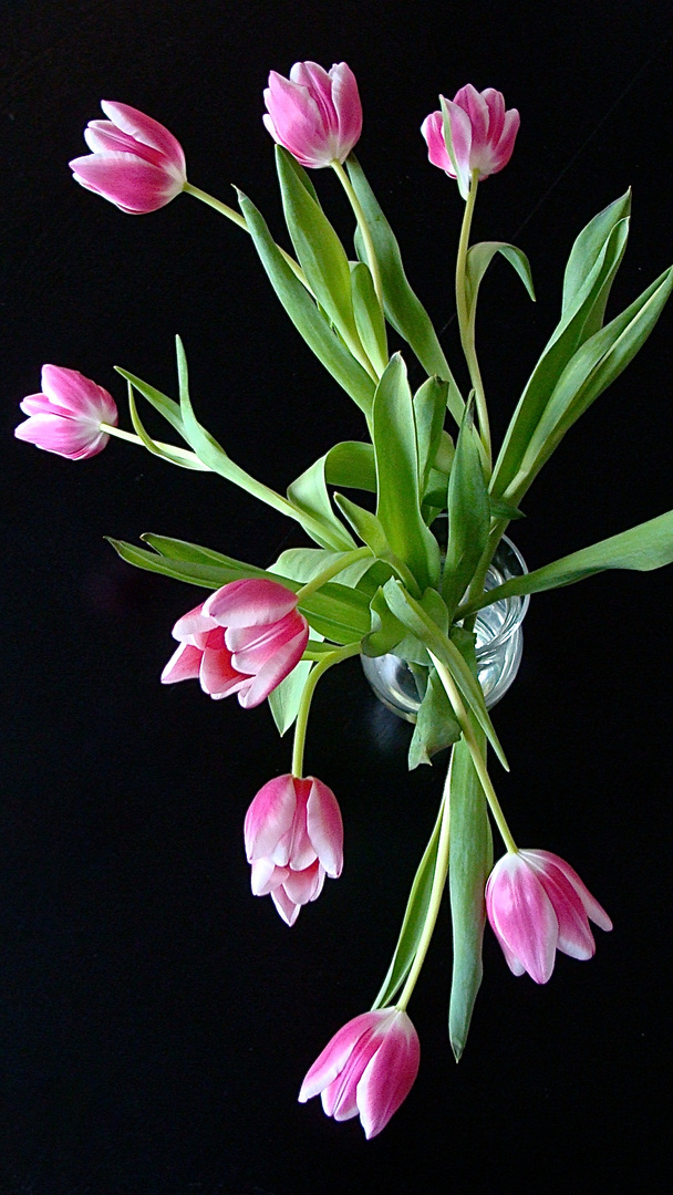 Tulpen aus Aldidam