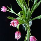 Tulpen aus Aldidam