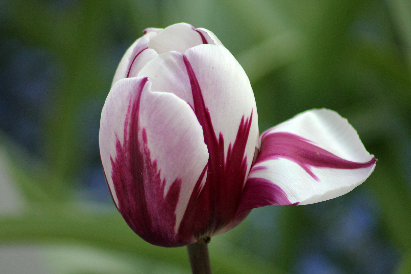 Tulpen aus Ams... Kölle ;-)