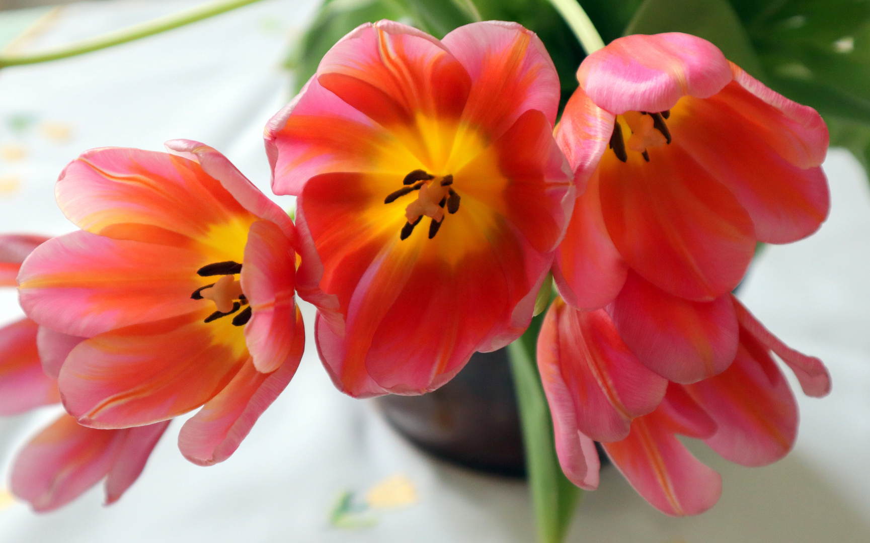 Tulpen aus Amsterd....