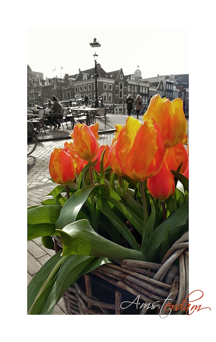 Tulpen aus Amsterdam