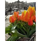 Tulpen aus Amsterdam