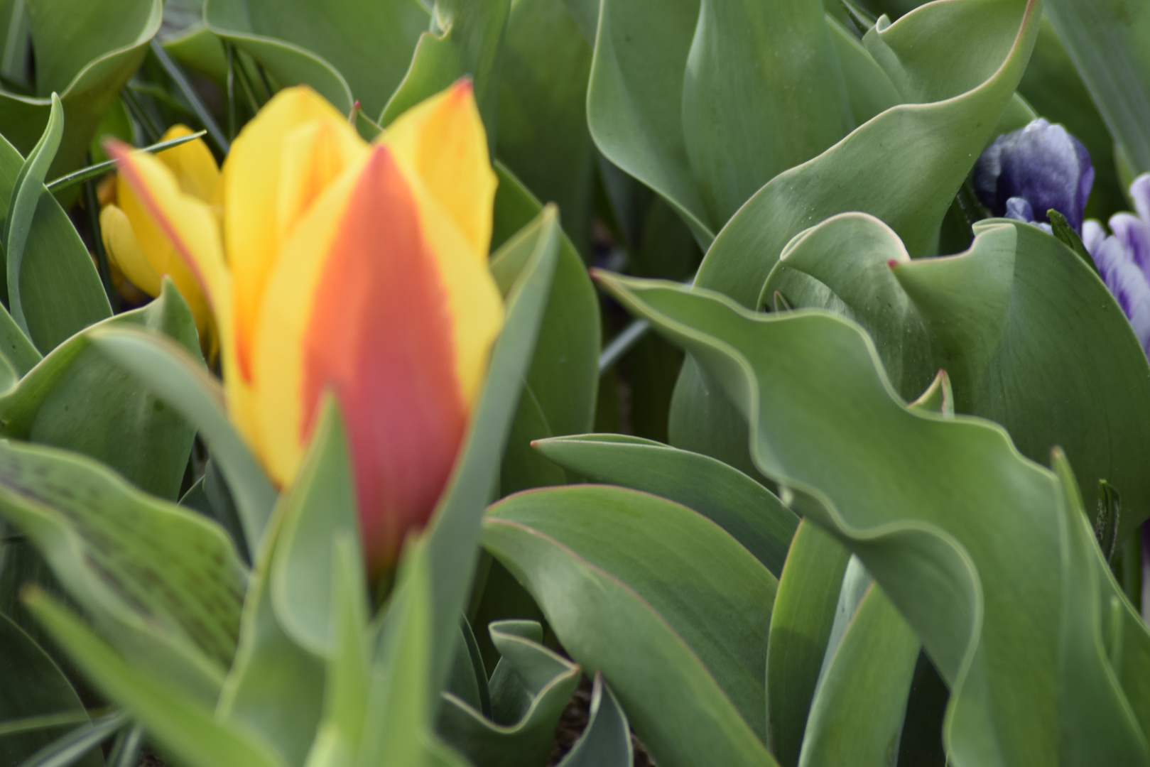 "Tulpen aus Amsterdam"