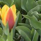 "Tulpen aus Amsterdam"