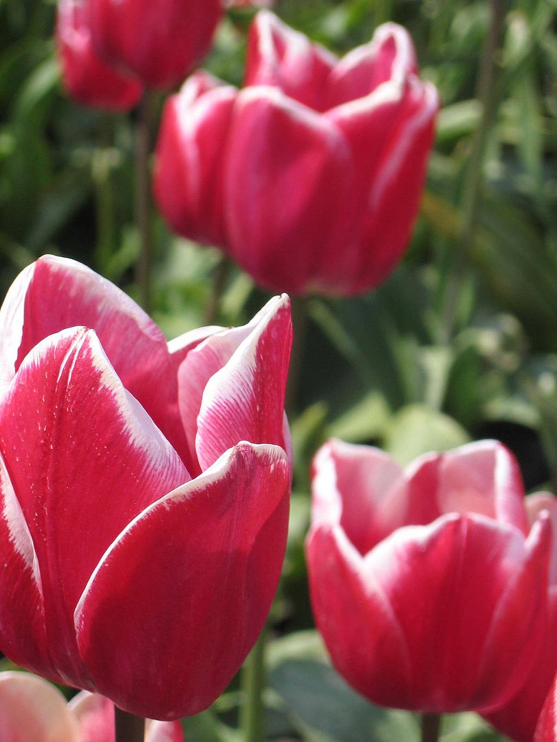 Tulpen aus Amsterdam