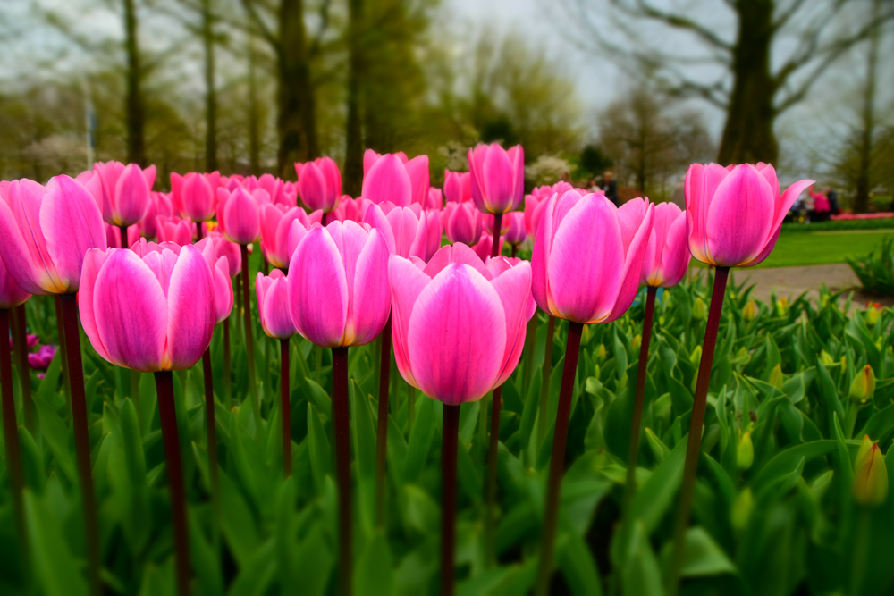 Tulpen aus Amsterdam #1