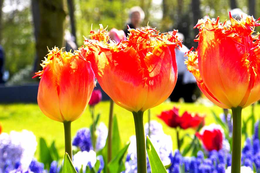 Tulpen aus Amsterdam 1