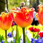Tulpen aus Amsterdam 1