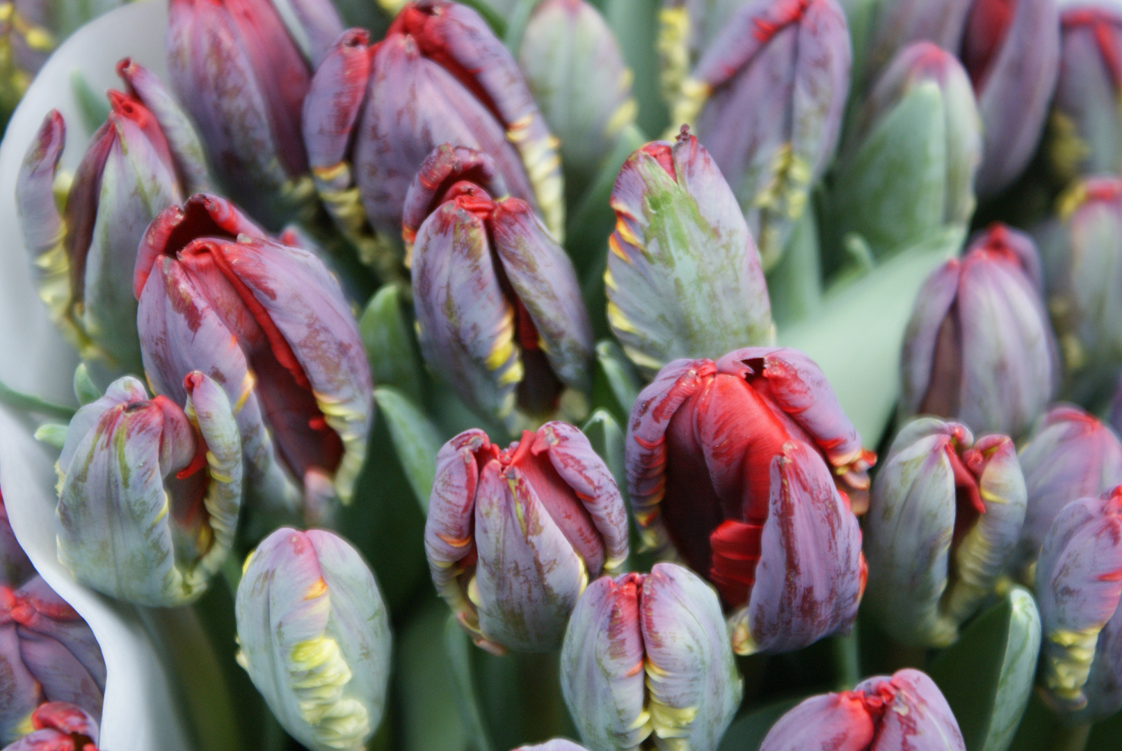 Tulpen aus Amsterdam