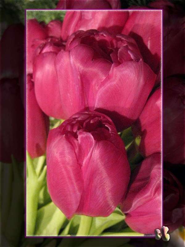 * ... Tulpen aus Amsterdam! *