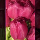 * ... Tulpen aus Amsterdam! *