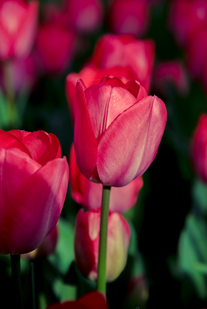 Tulpen aus Amsterdam #2