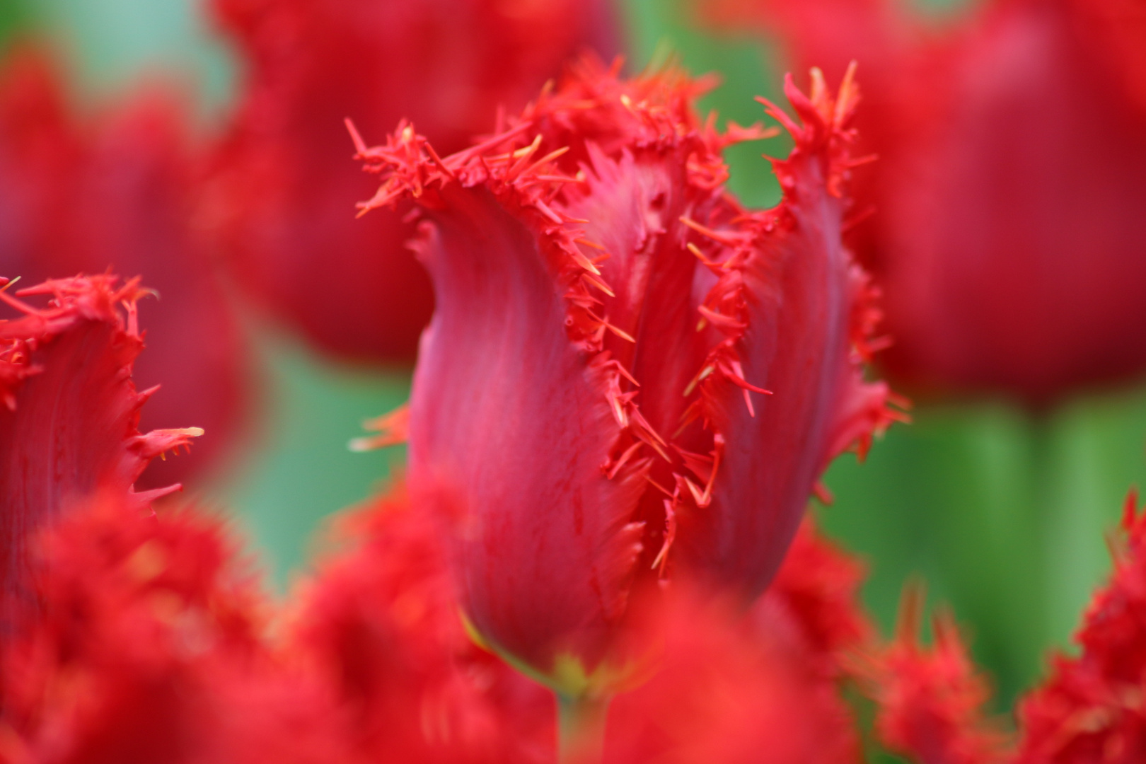 Tulpen aus Amsterdam 2015