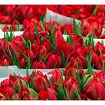 Tulpen aus Amsterdam....