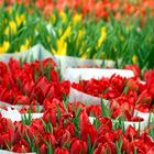 Tulpen aus Amsterdam...