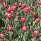 "Tulpen aus Amsterdam"