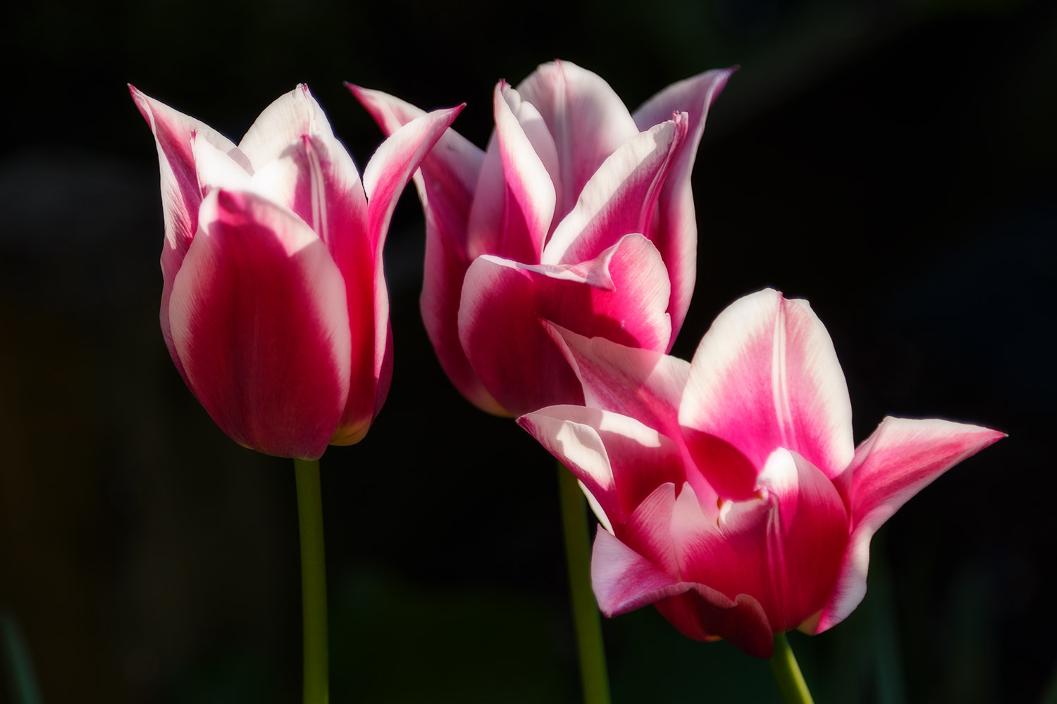 Tulpen aus Amsterdam