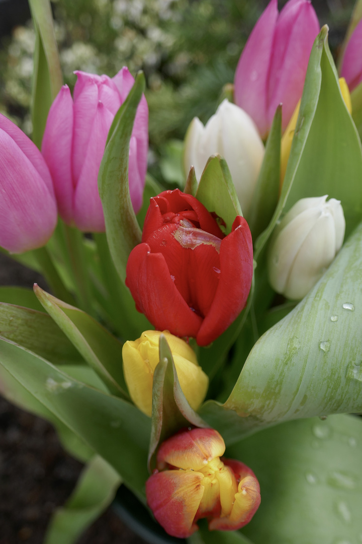 Tulpen aus Amsterdam…