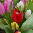 Tulpen aus Amsterdam…