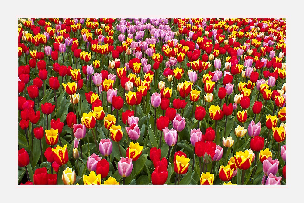 Tulpen aus Amsterdam...