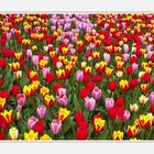 Tulpen aus Amsterdam...