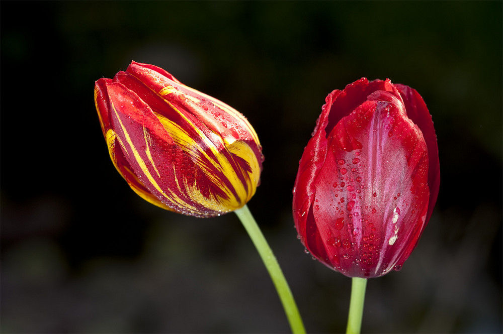 Tulpen aus Amsterdam...