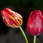 Tulpen aus Amsterdam...