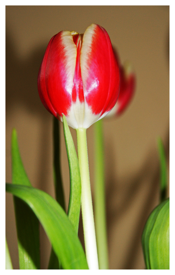 Tulpen aus Amsterdam