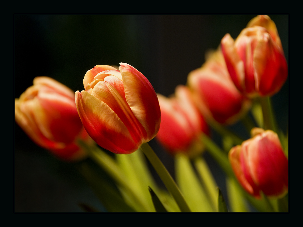 Tulpen aus Amsterdam