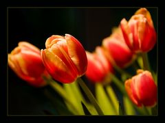 Tulpen aus Amsterdam