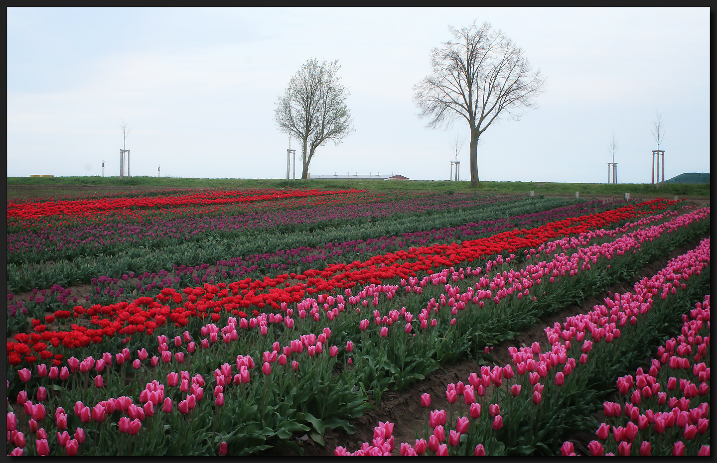 ...Tulpen aus Amsterdam...