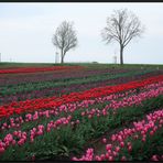 ...Tulpen aus Amsterdam...