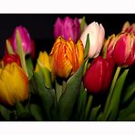 Tulpen aus Amsterdam