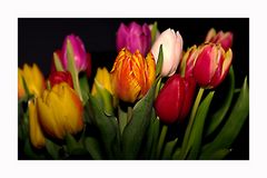 Tulpen aus Amsterdam