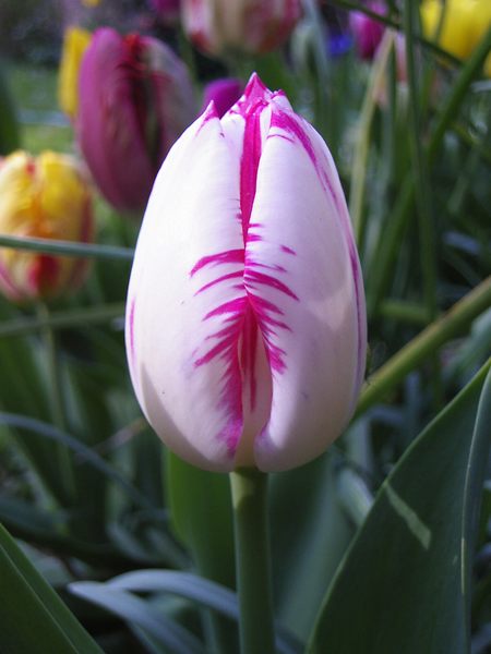 Tulpen aus Amsterdam ...