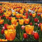 ...Tulpen aus Amsterdam...