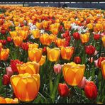 ...Tulpen aus Amsterdam...