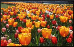 ...Tulpen aus Amsterdam...