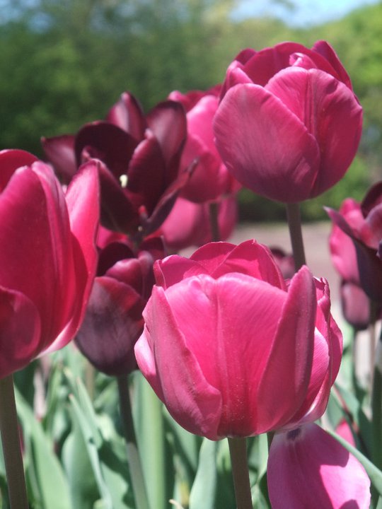 Tulpen aus Amsterdam