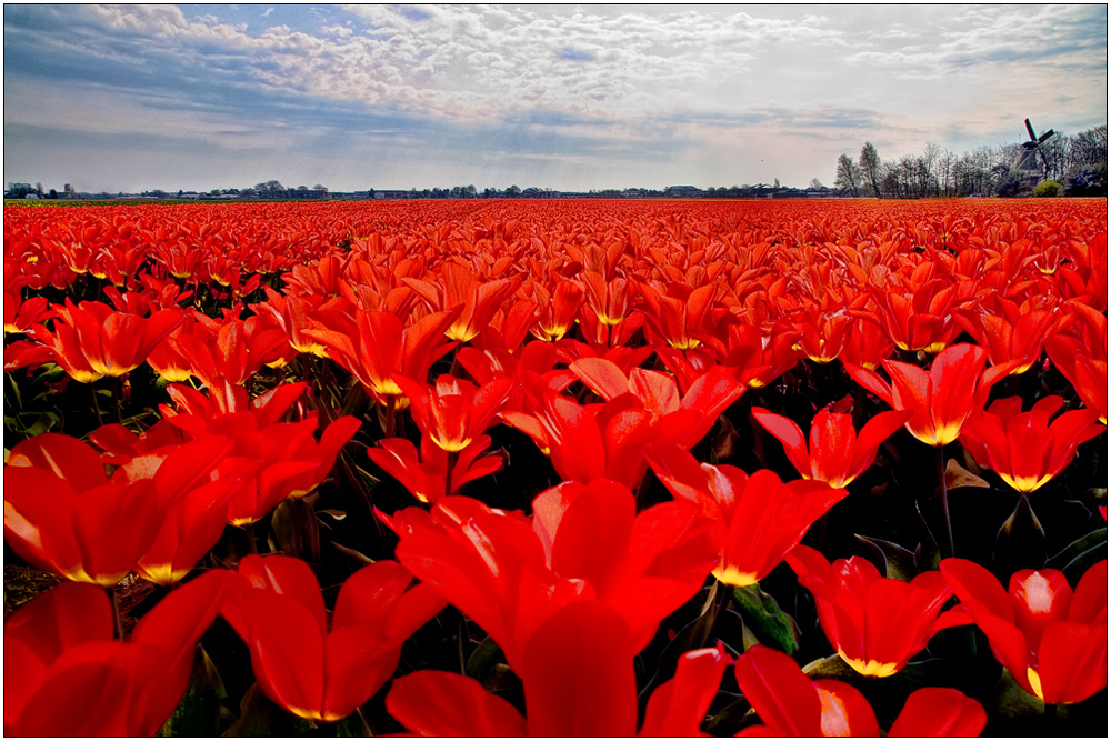 Tulpen aus Amsterdam