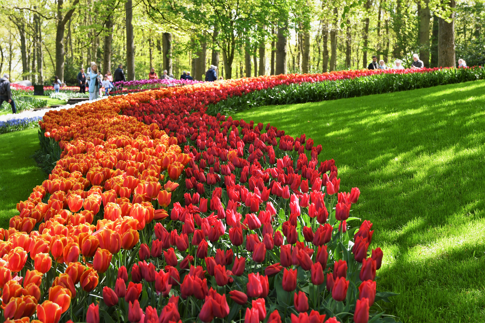 Tulpen aus Amsterdam