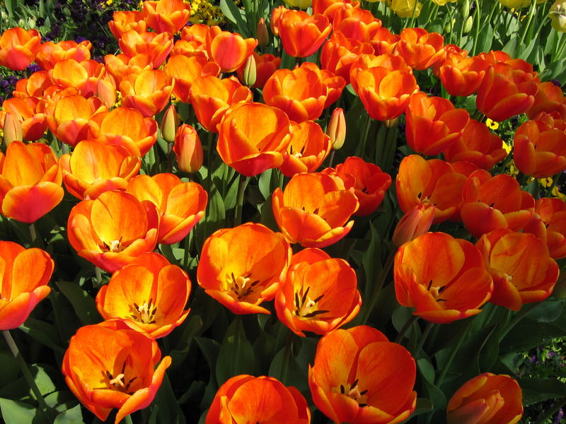 Tulpen aus Amsterdam...