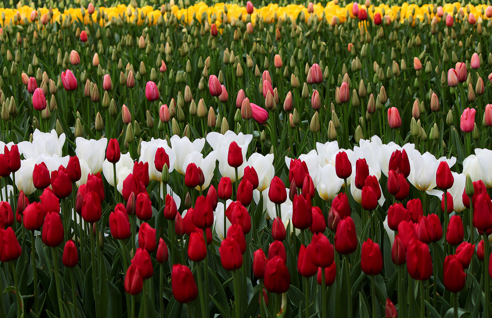 Tulpen aus Amsterdam