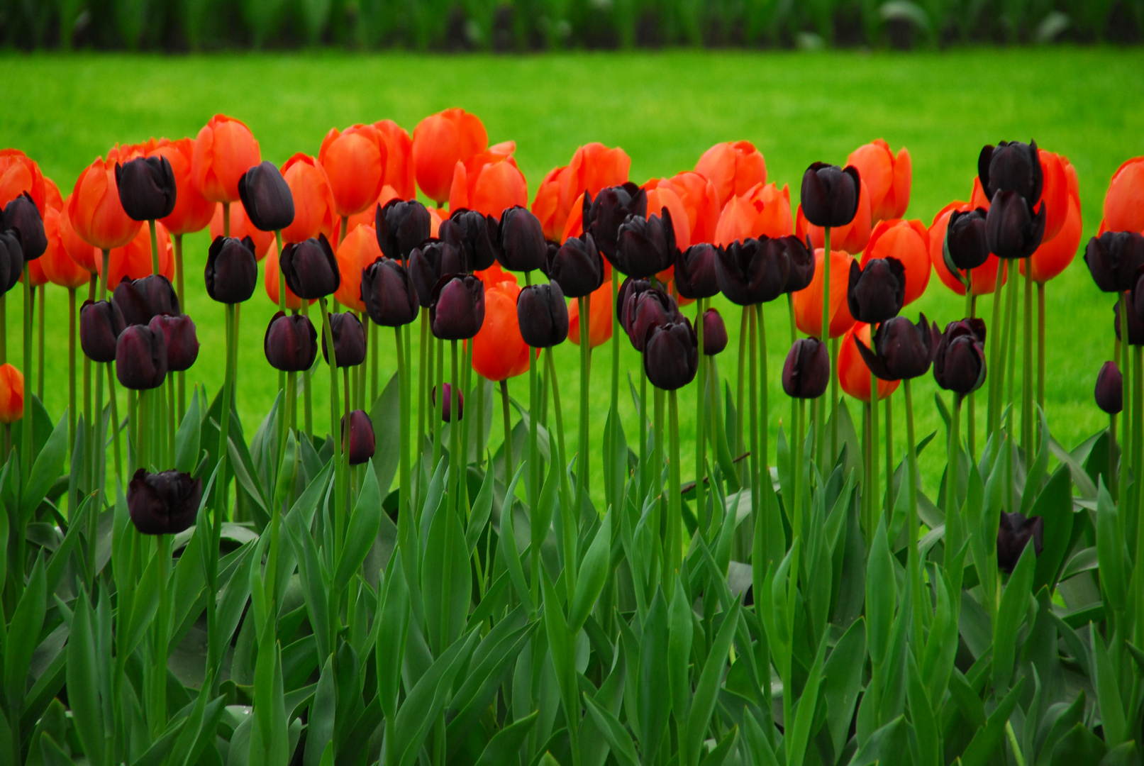 Tulpen aus Amsterdam