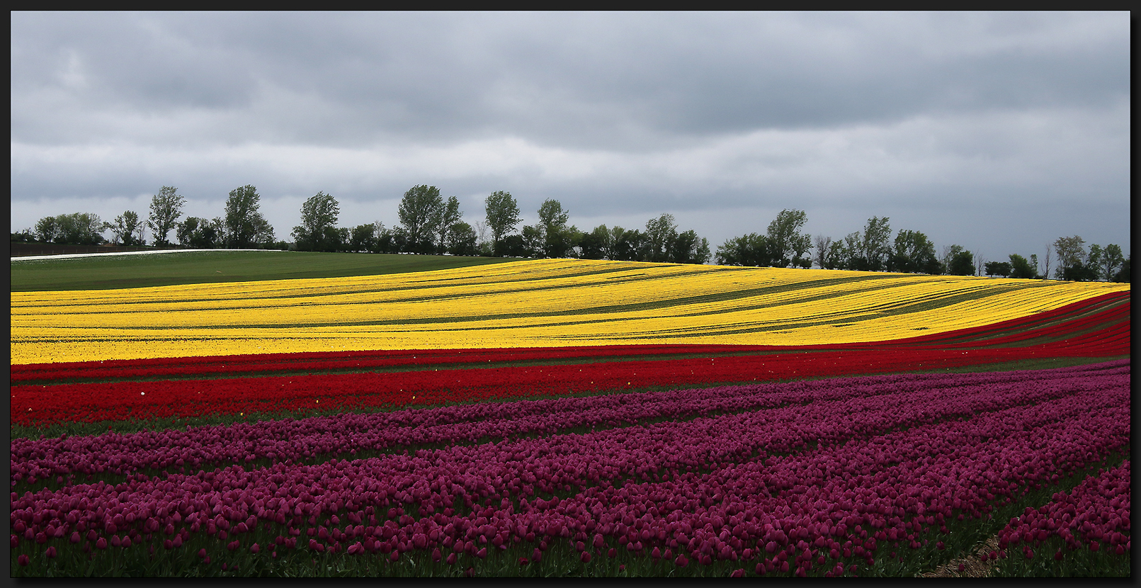 ...Tulpen aus Amsterdam...