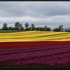 ...Tulpen aus Amsterdam...