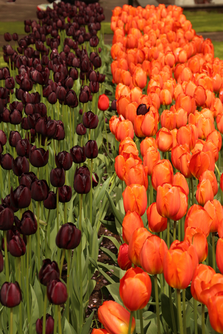 Tulpen aus Amsterdam