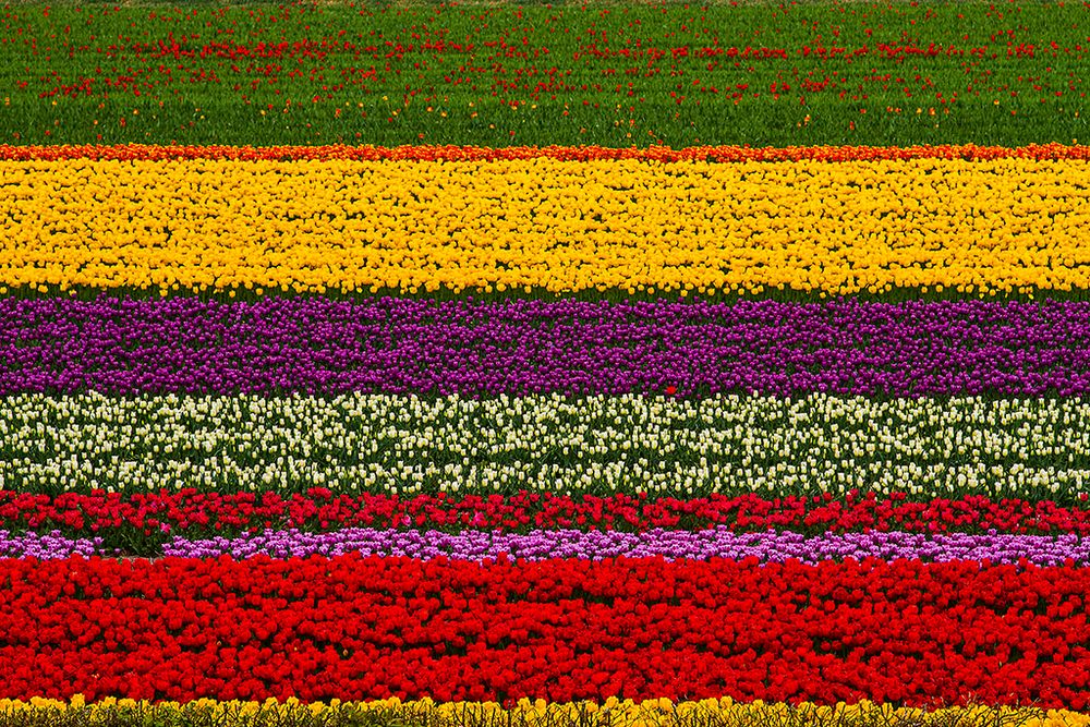 Tulpen aus Amsterdam