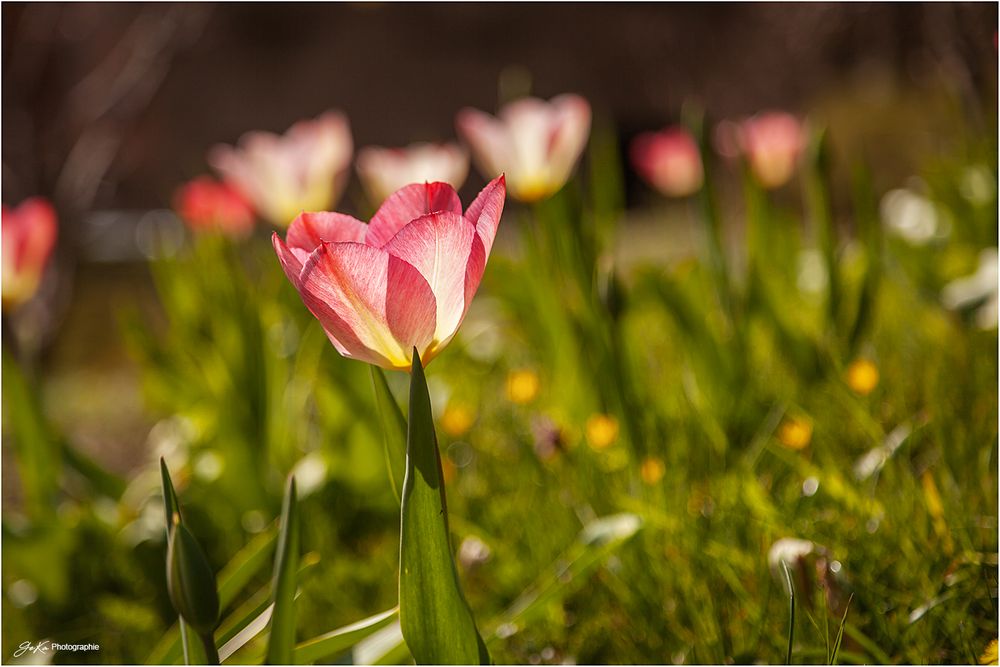 Tulpen aus Amsterdam ...